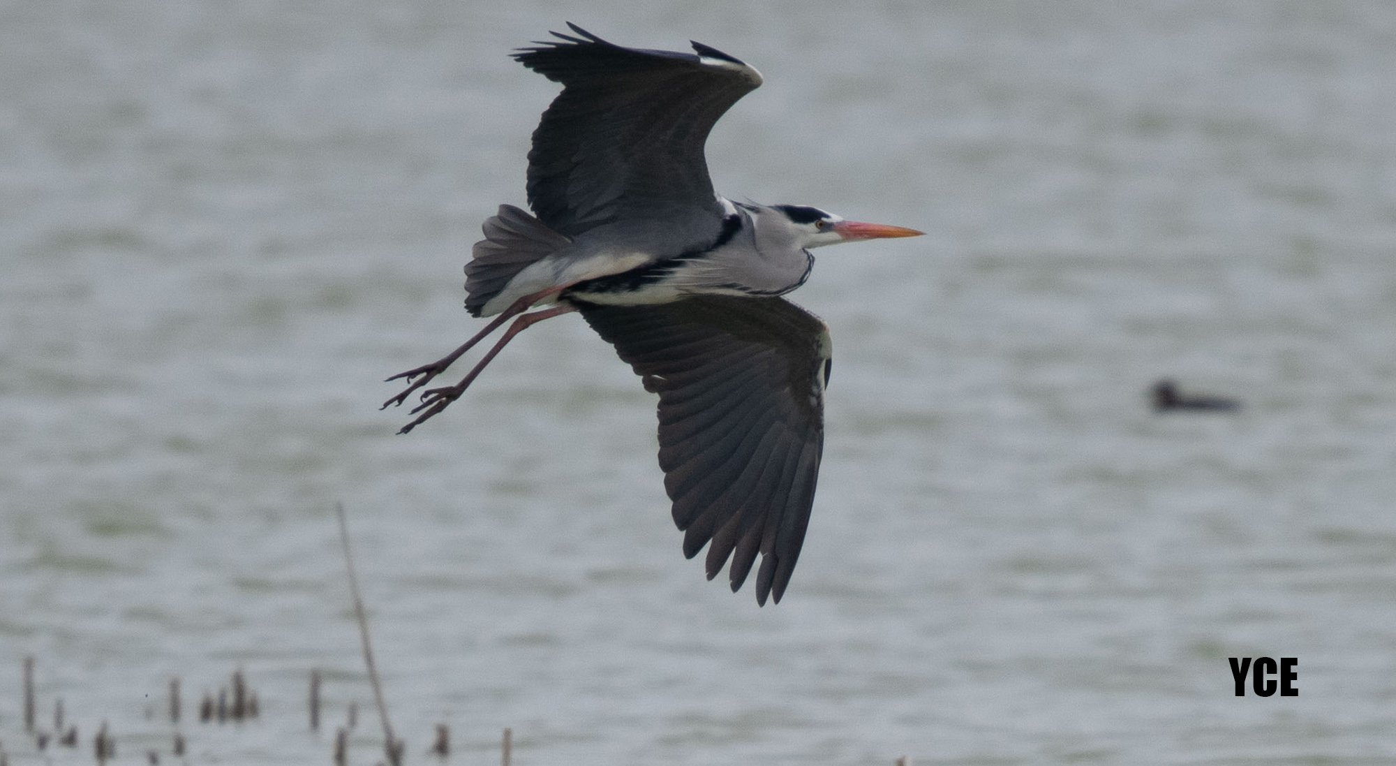 Gray Heron